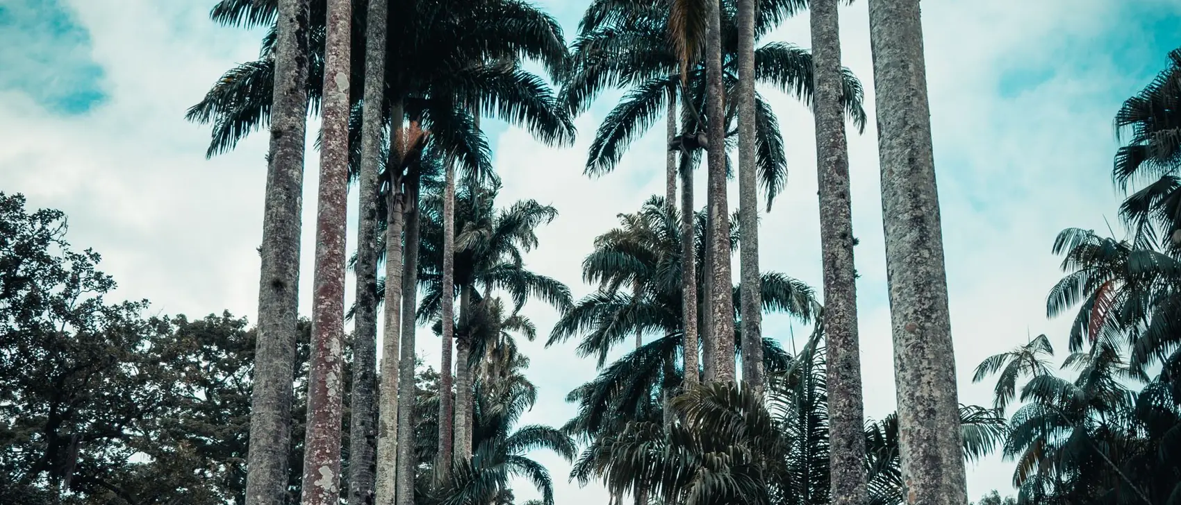 The imperial palm avenue at the botanical garden