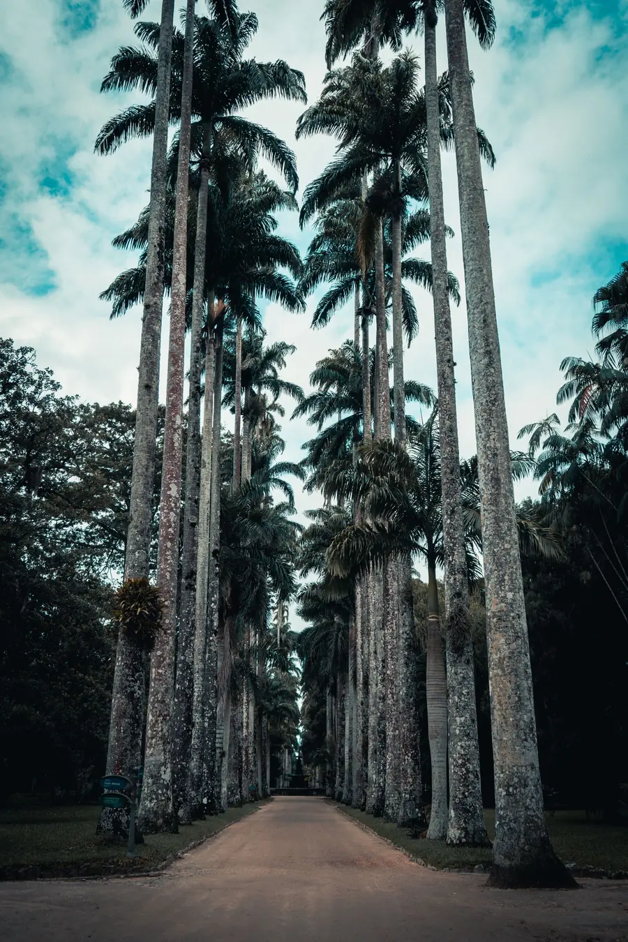 The imperial palm avenue at the botanical garden