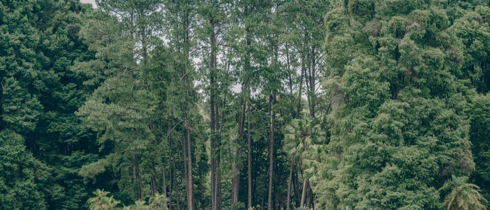 The tree canopy of Ibirapuera park